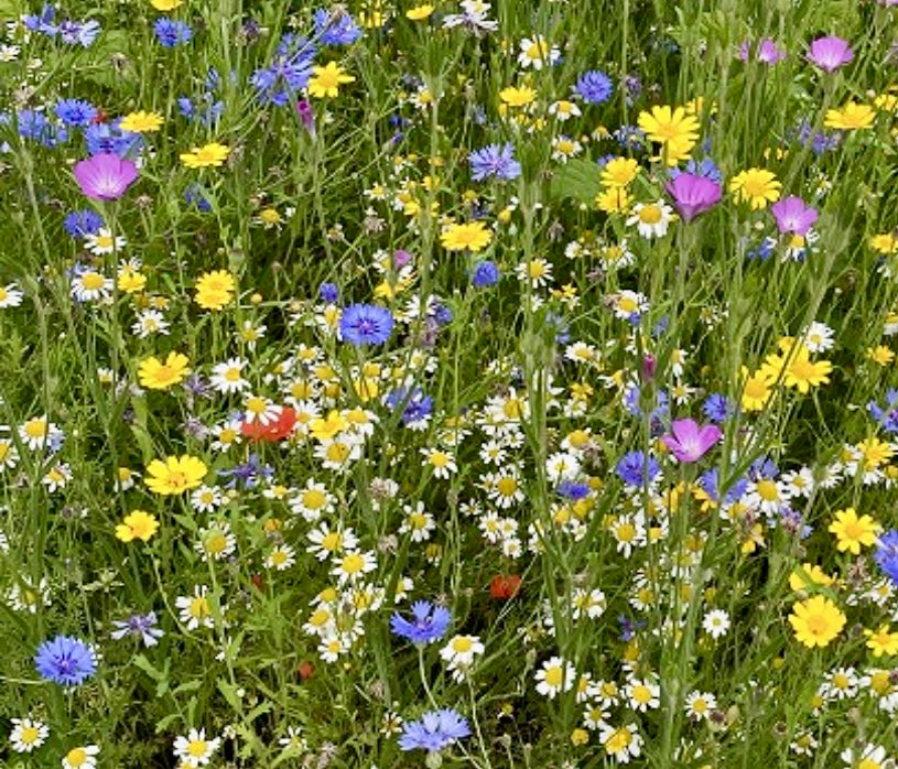 Cutflower Mix – Bumbleseeds