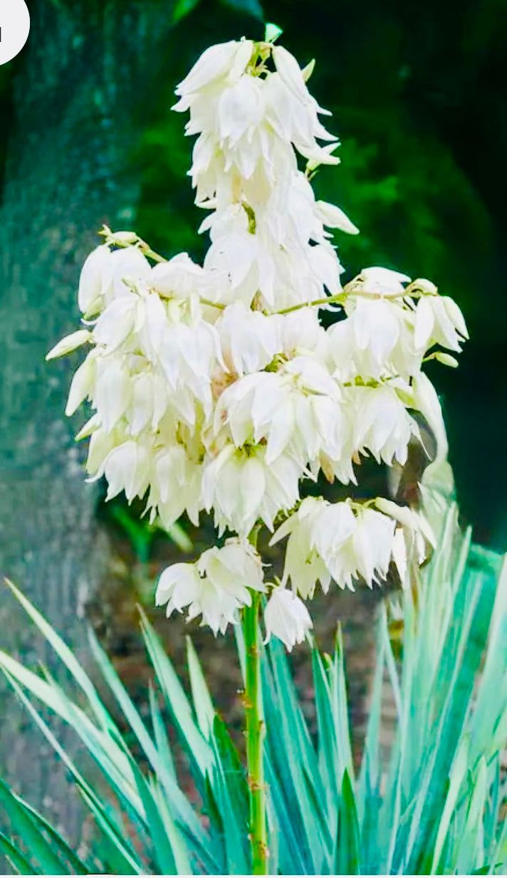 Yucca Thread Adam’s Needle And Thread - Yucca (Yucca filamentosa) Non-GMO, Organica ...