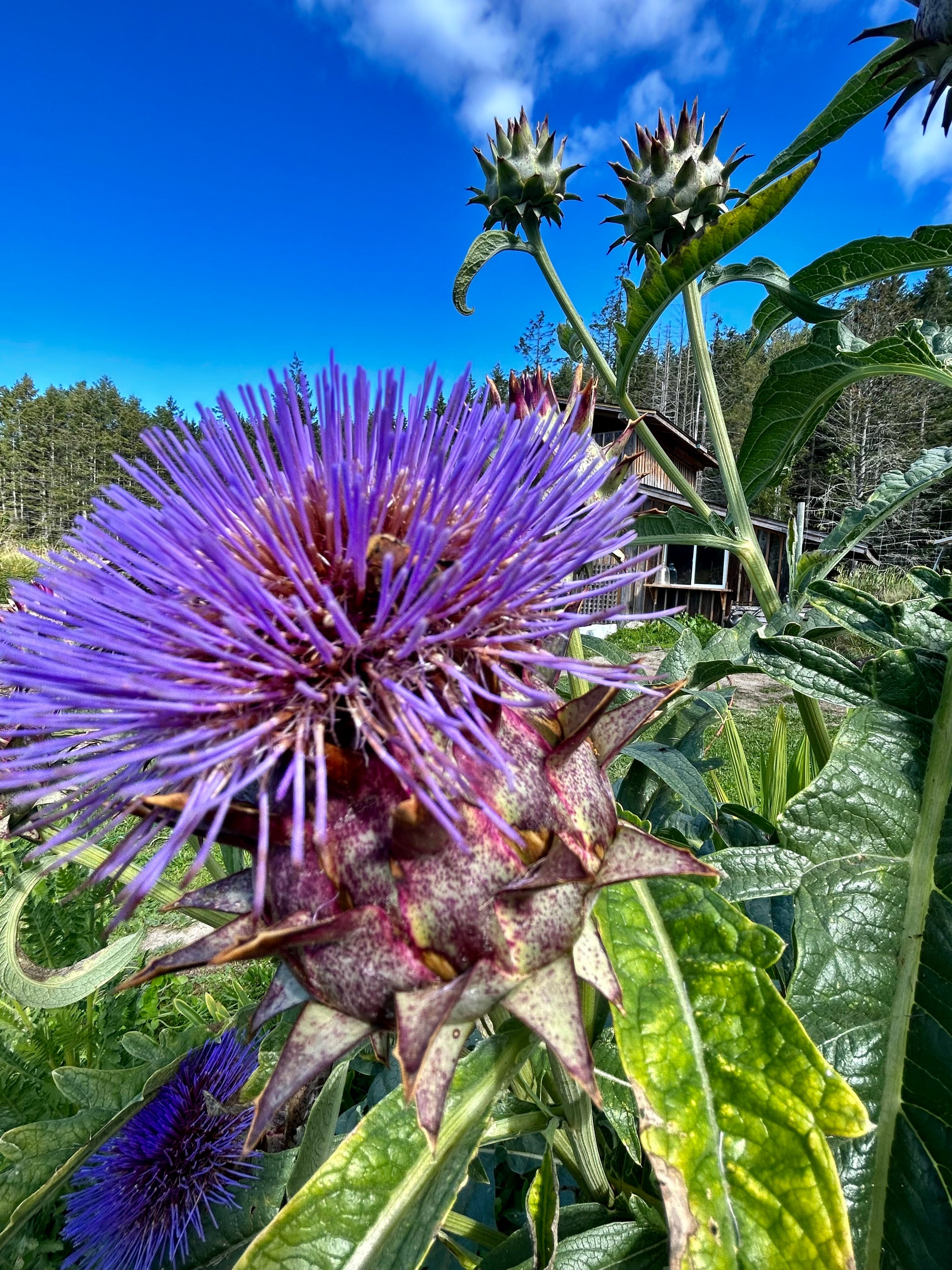 Cardoon (Cynara cardunculus) Silver Leaf