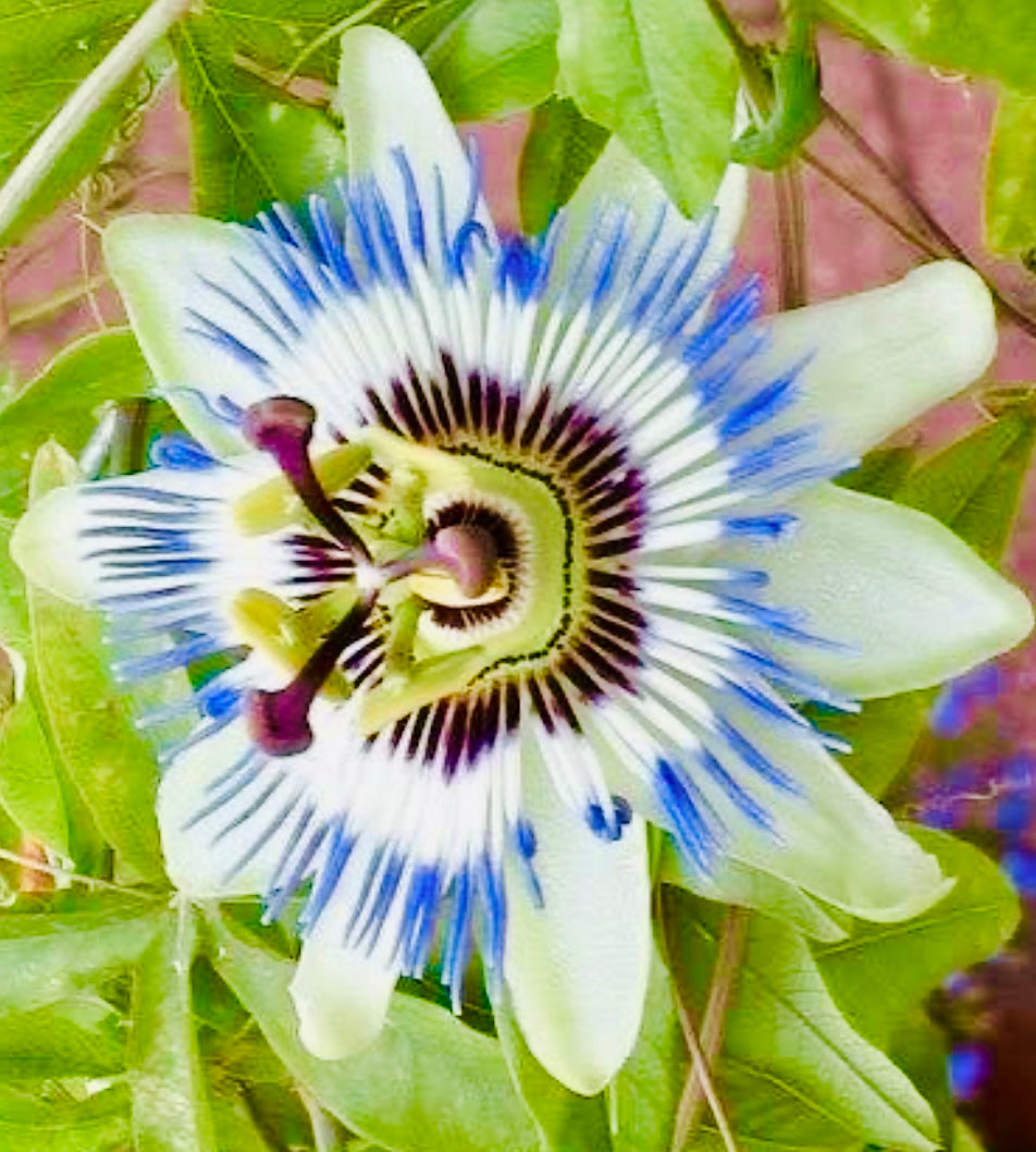blue crown passion flower seeds Flower