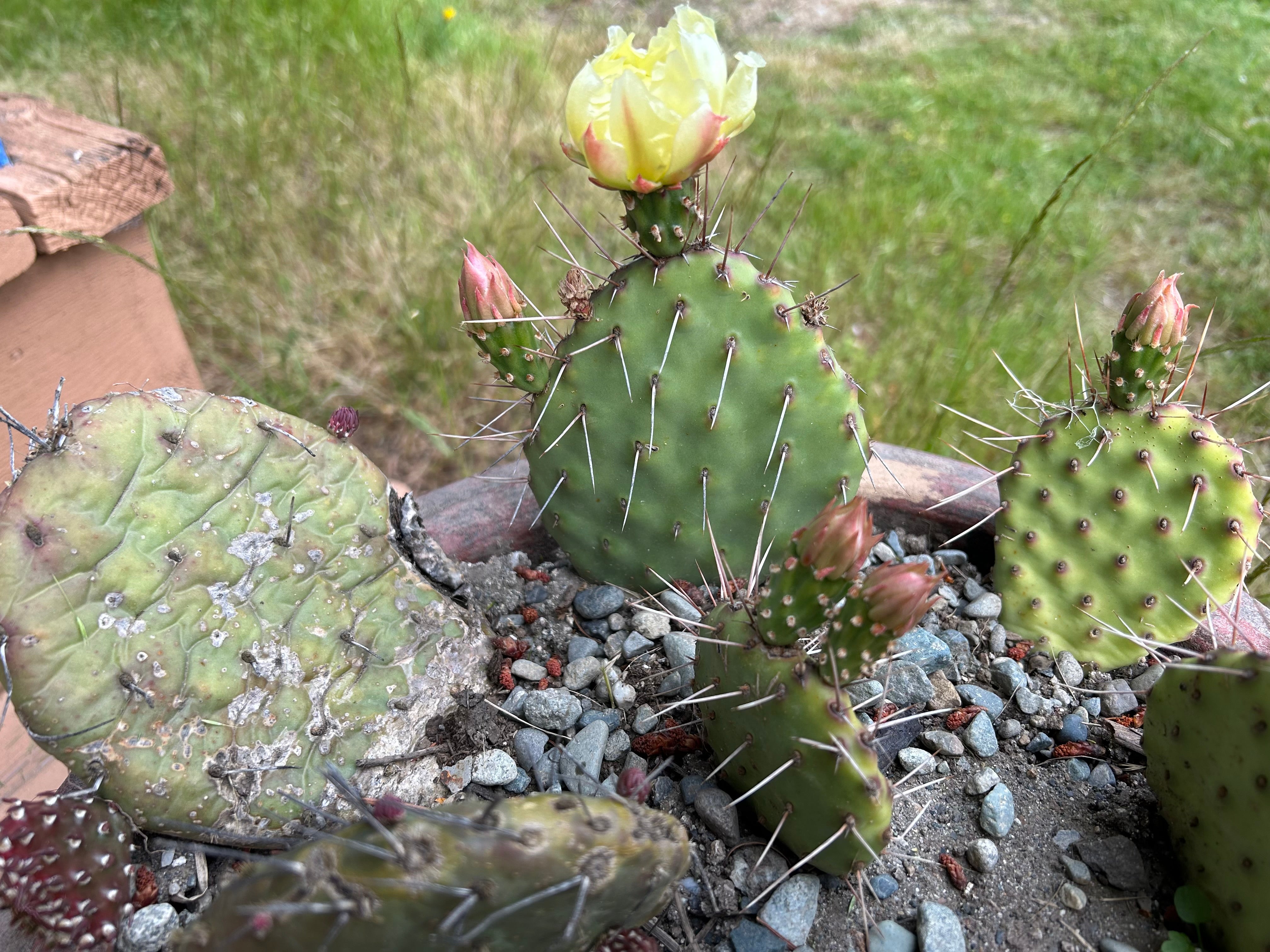 is the prickly pear cactus endangered Cactus