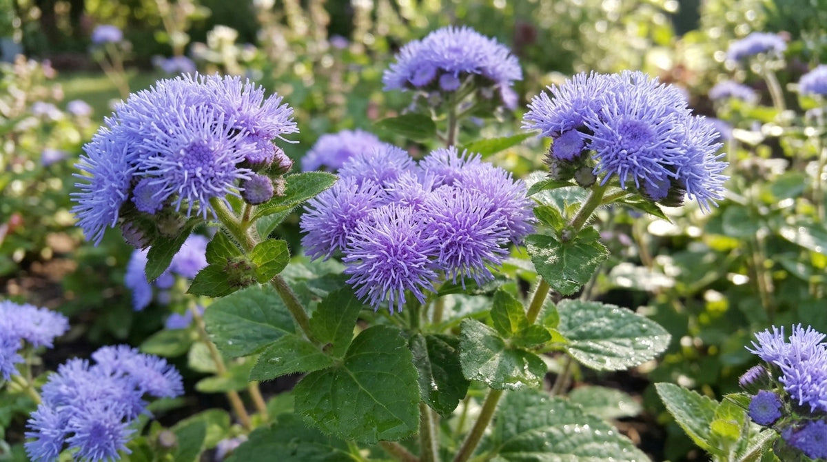 Floss Flower (Ageratum houstonianum) Non-GMO - Organically Grown - Flo ...