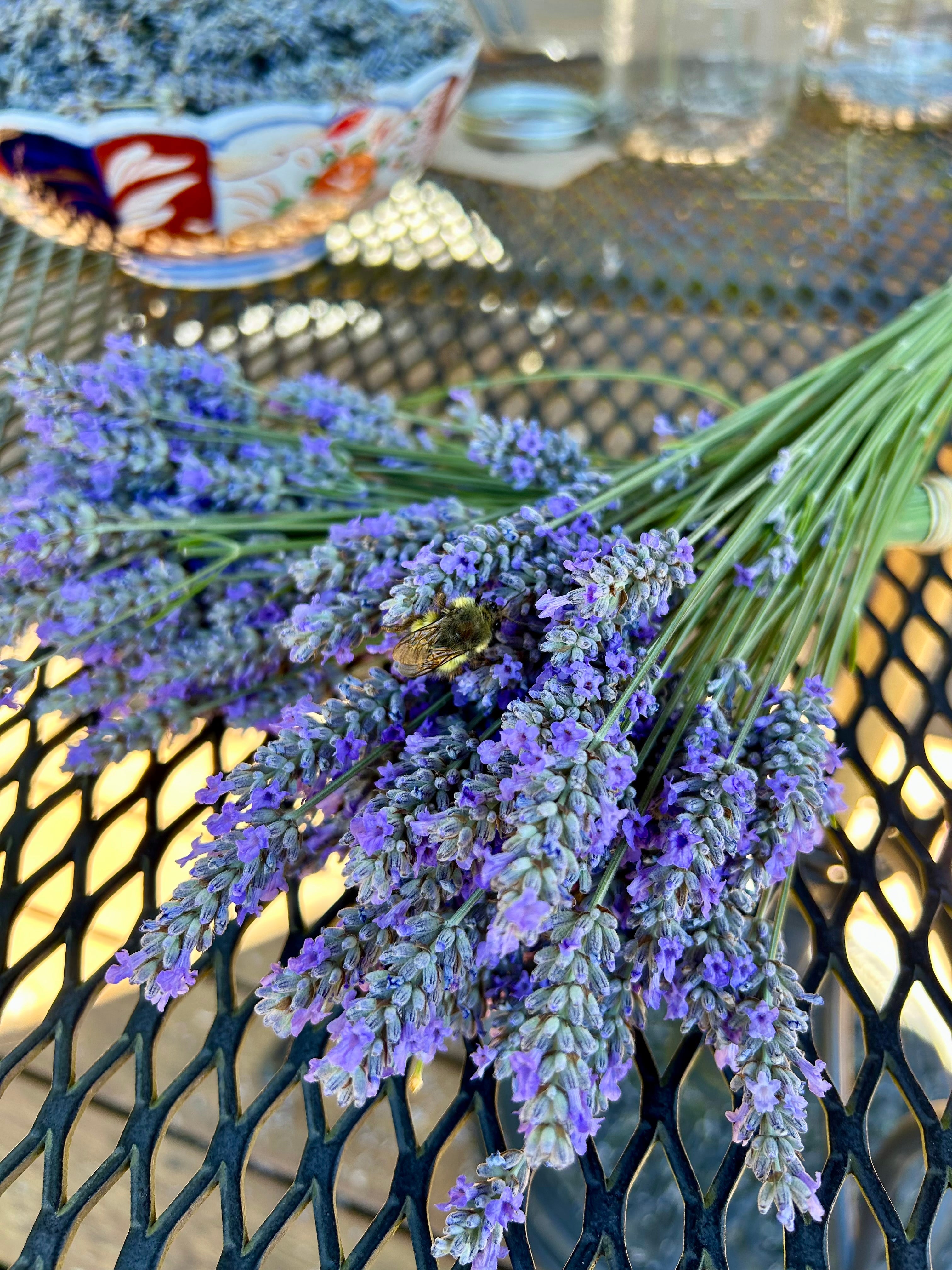 ebay lavender plants Lavender