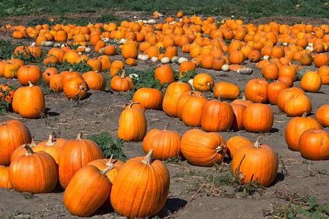 Pumpkin - Howden Pumpkin Non (Cucurbita pepo) - Jack-O-Lantern Bumbleseeds – Organic