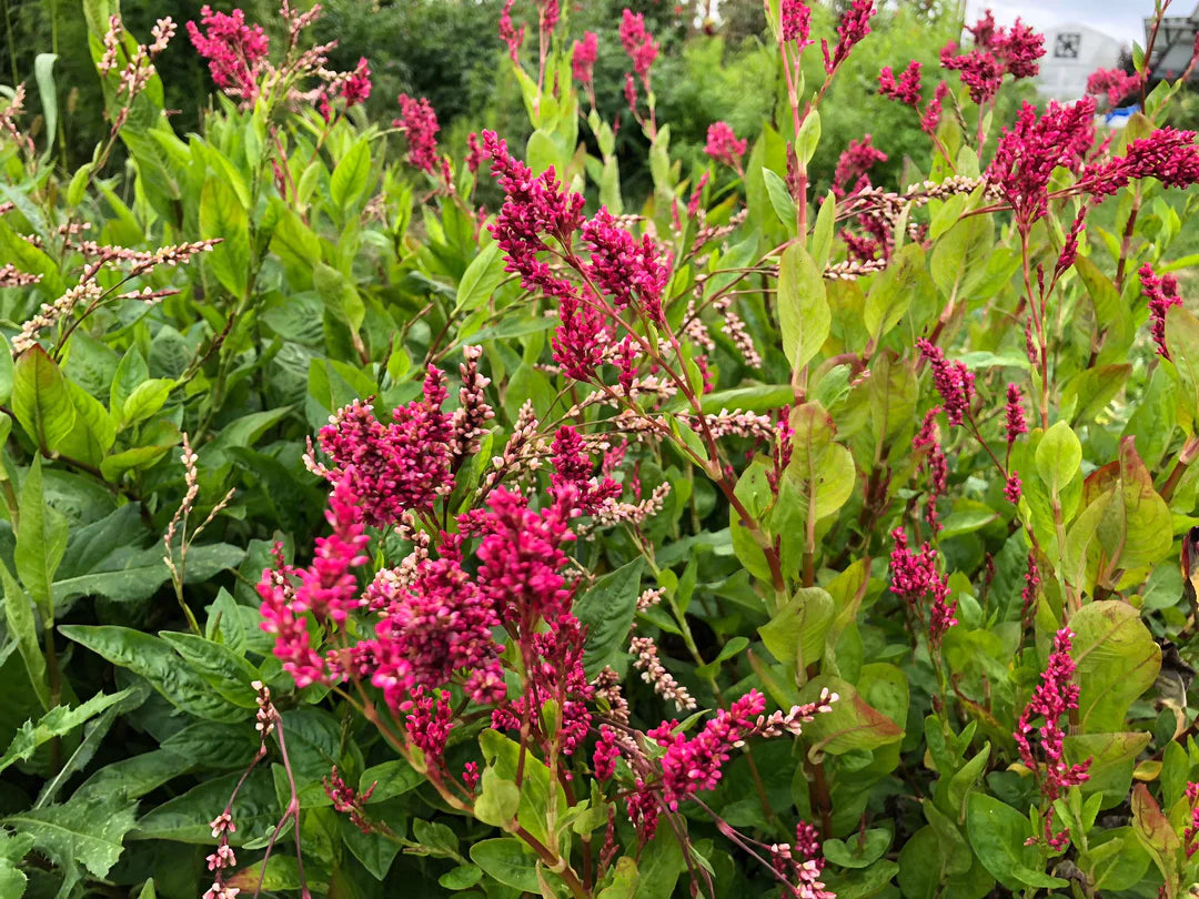 Persicaria - Japanese Indigo (Persicaria Tinctoria) Indigo Dyers Knotweed Plant Non GMO - Flower