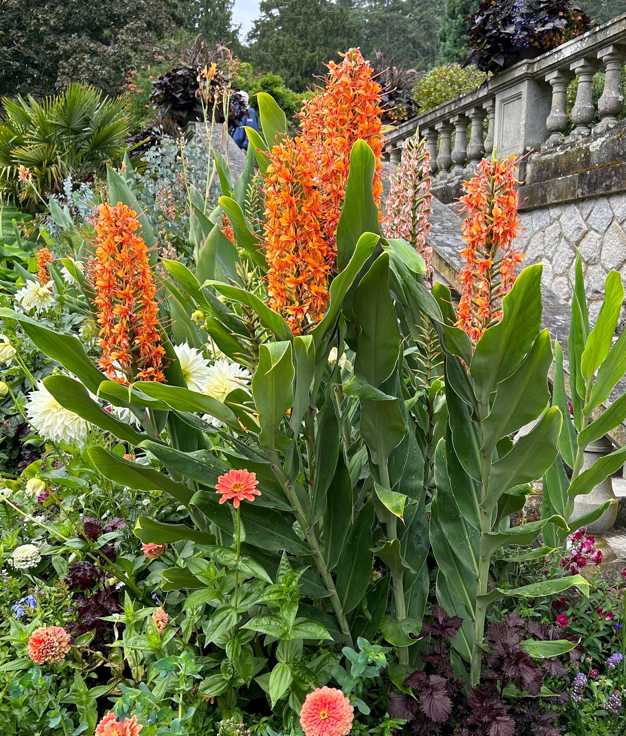 red ginger lily flower Red Ginger Lily