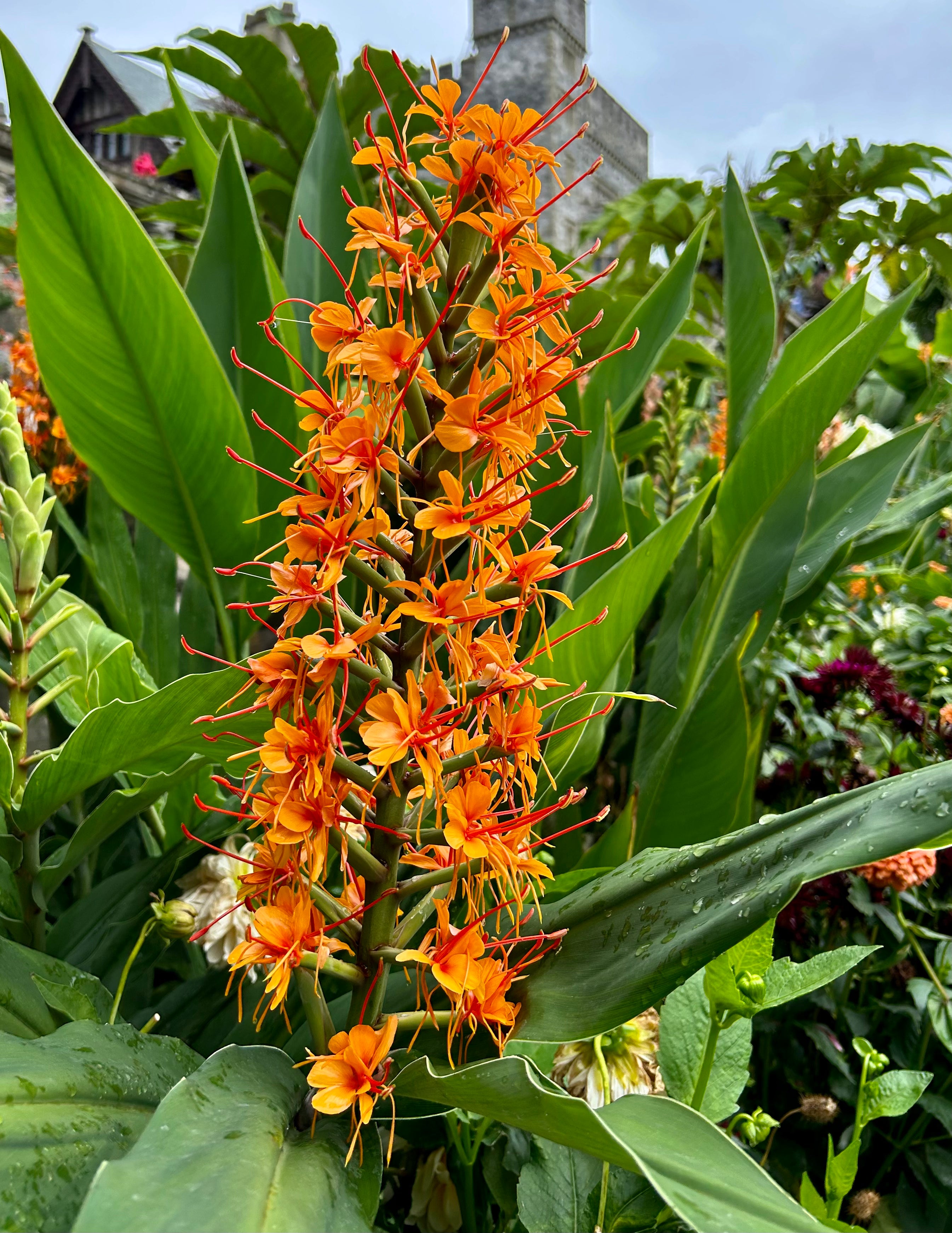 flower ginger lily Red Ginger Lily