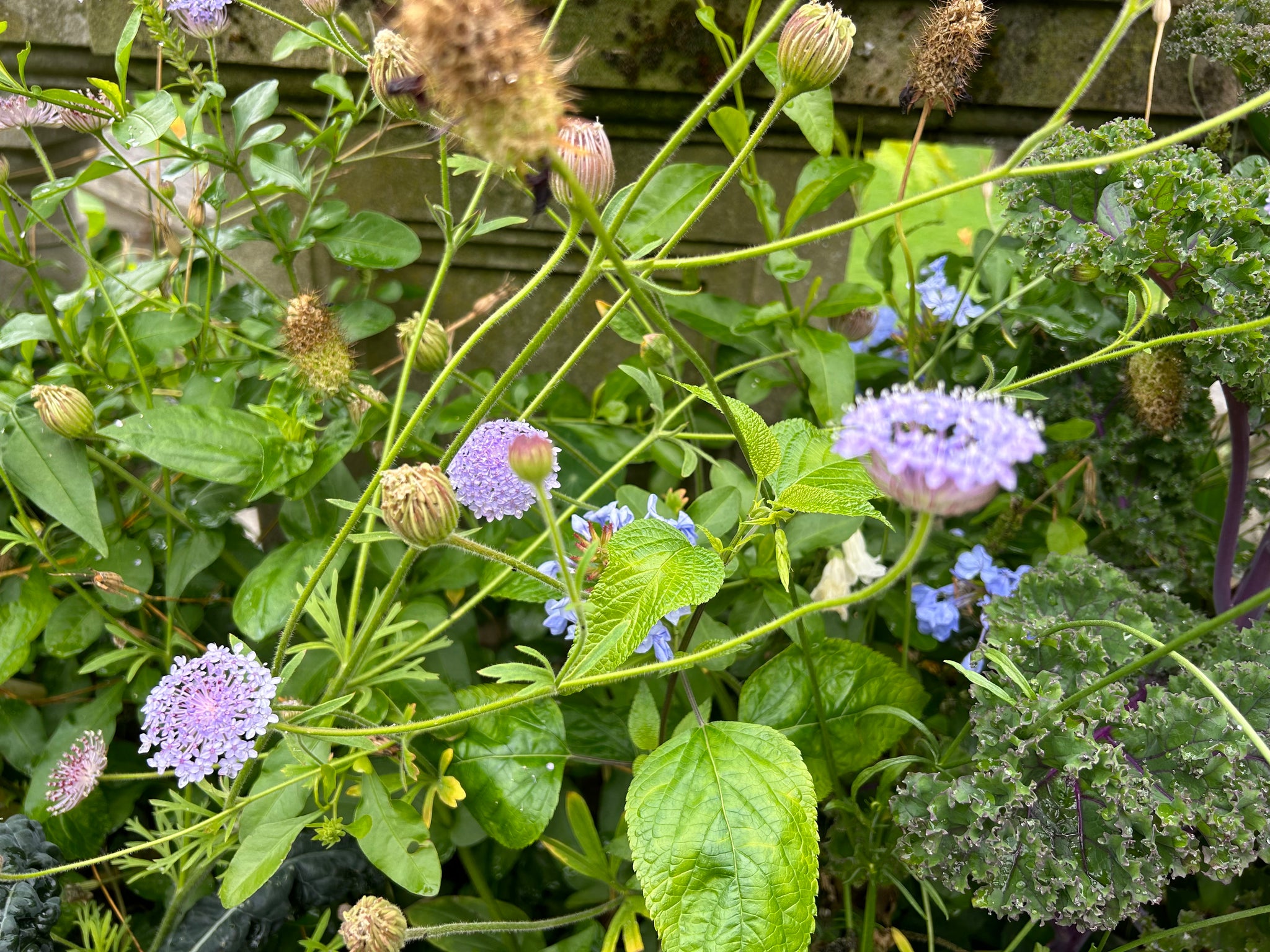lacy lavender blue didiscus seed Didiscus