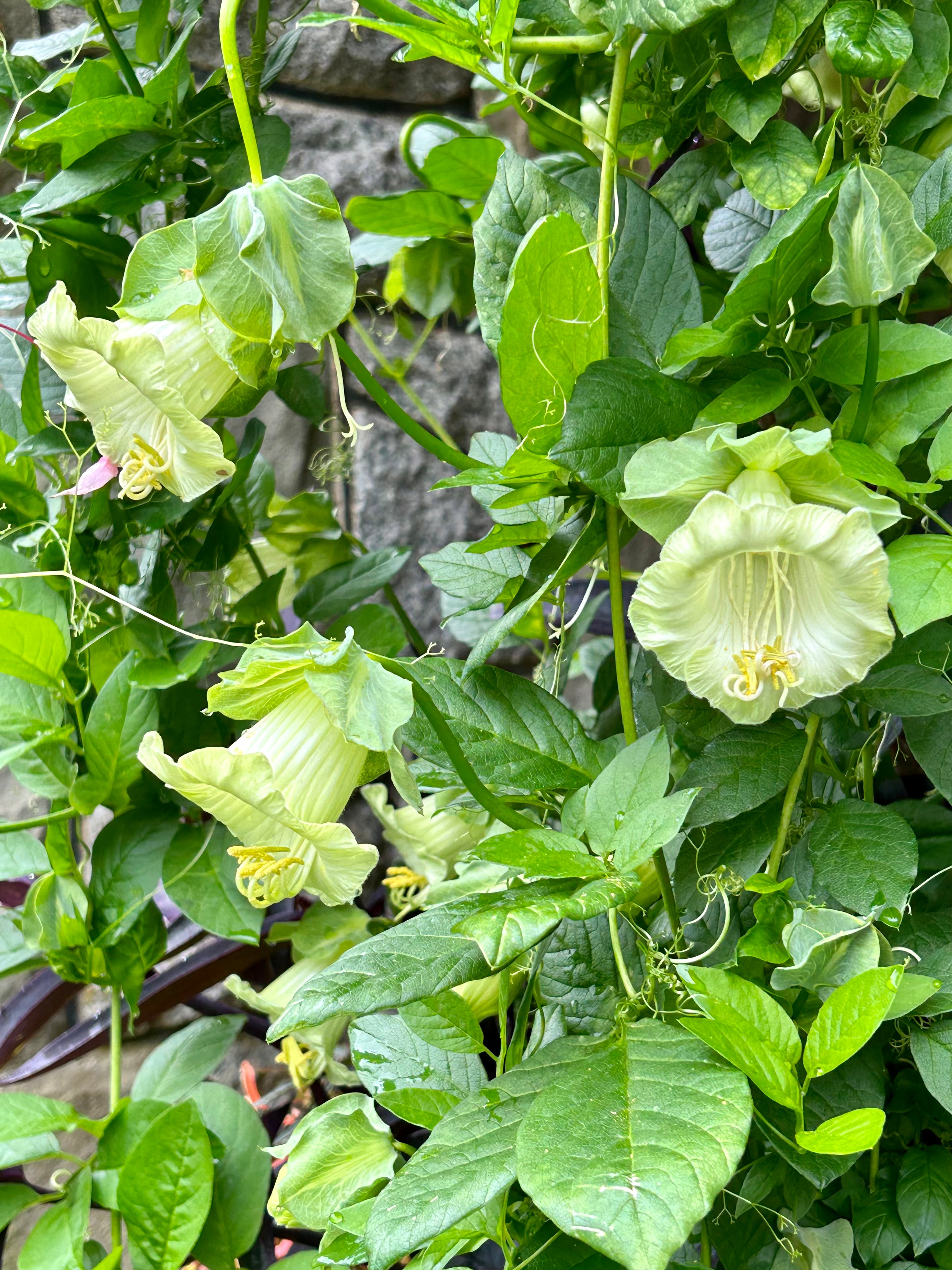 cup and saucer plant seeds Cup and Saucer