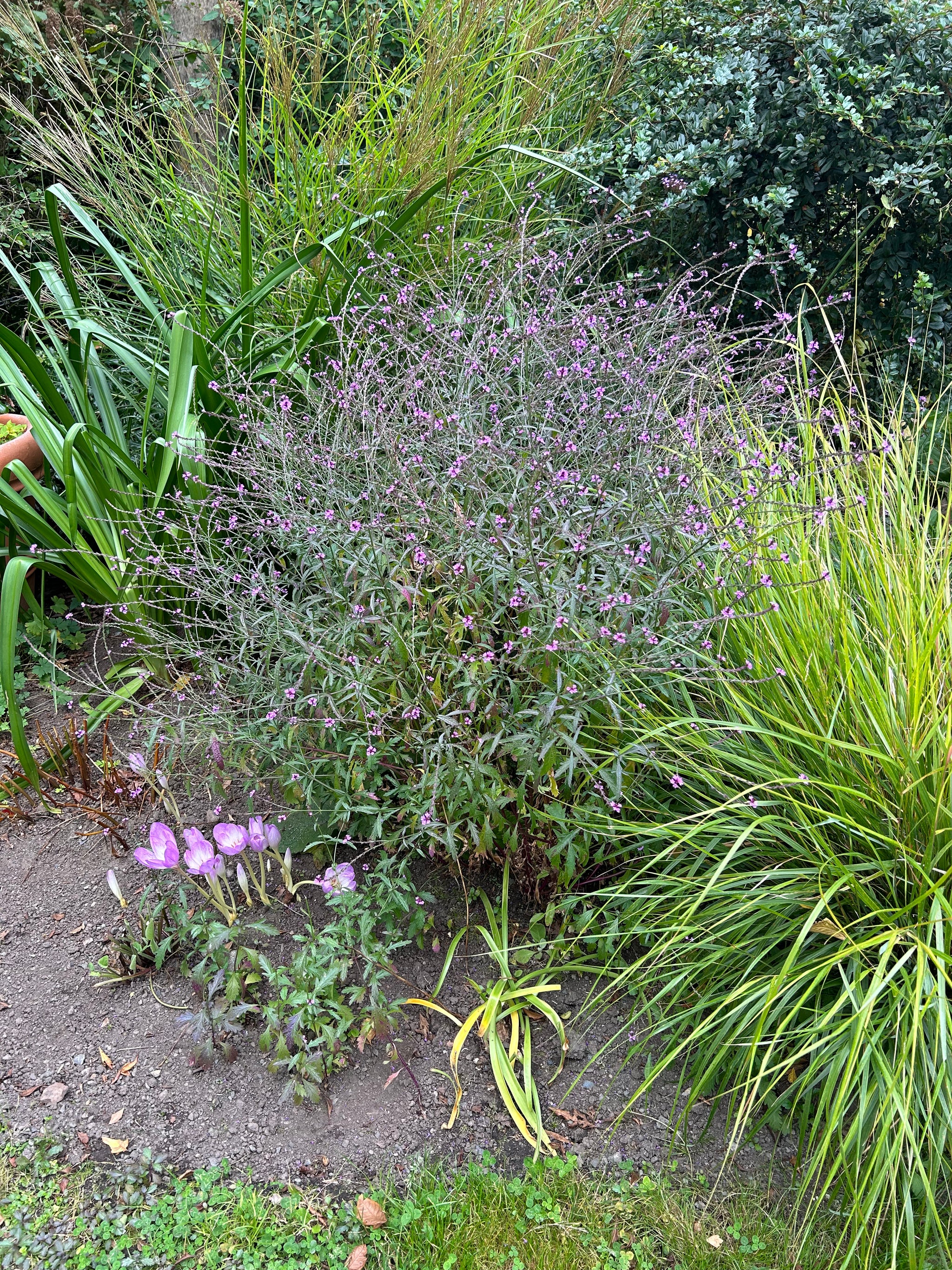 Verbena