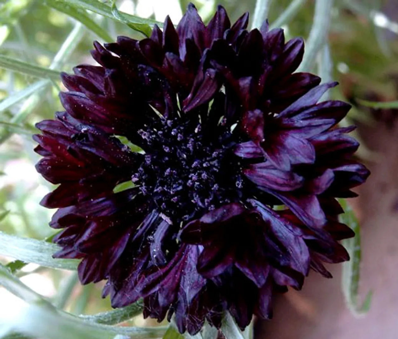 Bachelor Button - Black Cornflower (Centaurea cyanus) Black Centaurea Heirloom Wildflower Flower