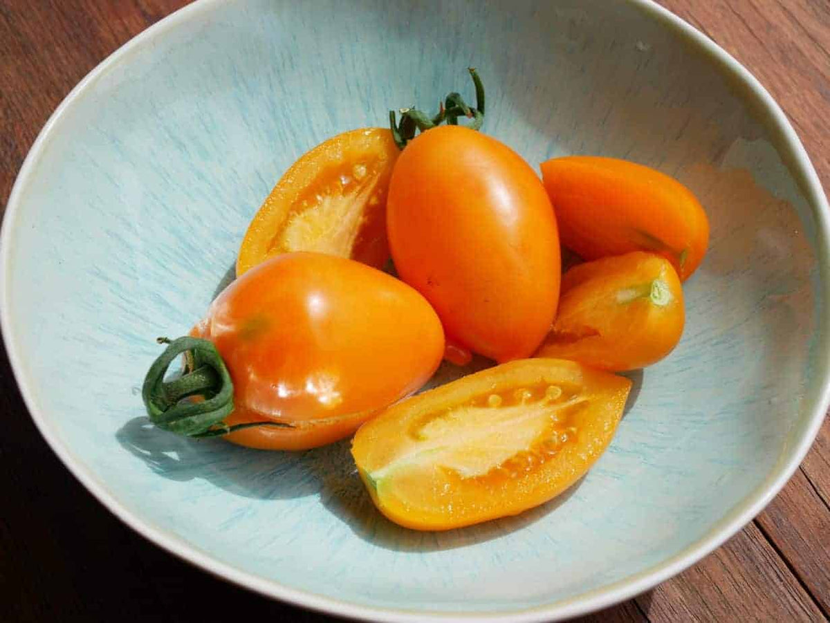 Tomato - Plum - Orange Icicle (Solanum lycopersicum) Ukrainian Heirloo ...