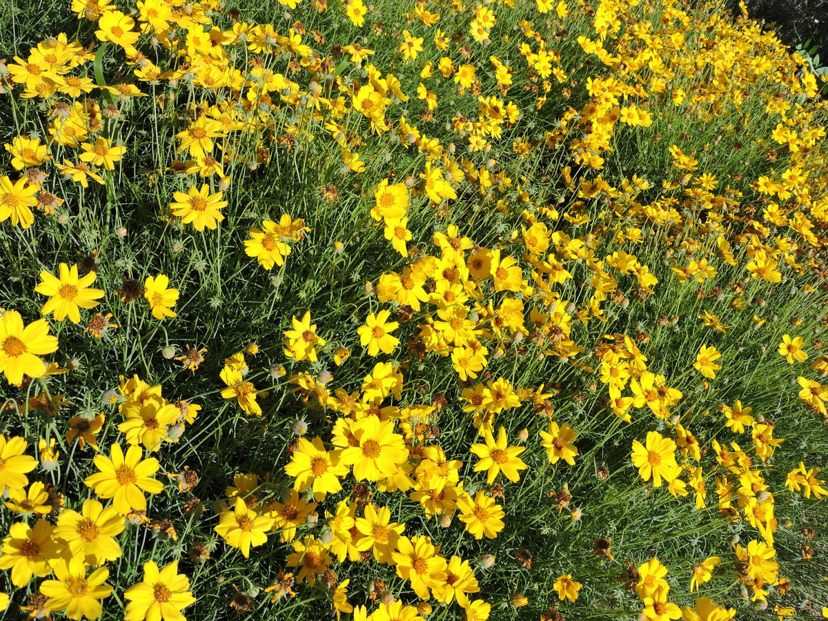 Greenthread - Hopi Tea (Thelesperma filifolium) Dye Thelesperma Navajo ...