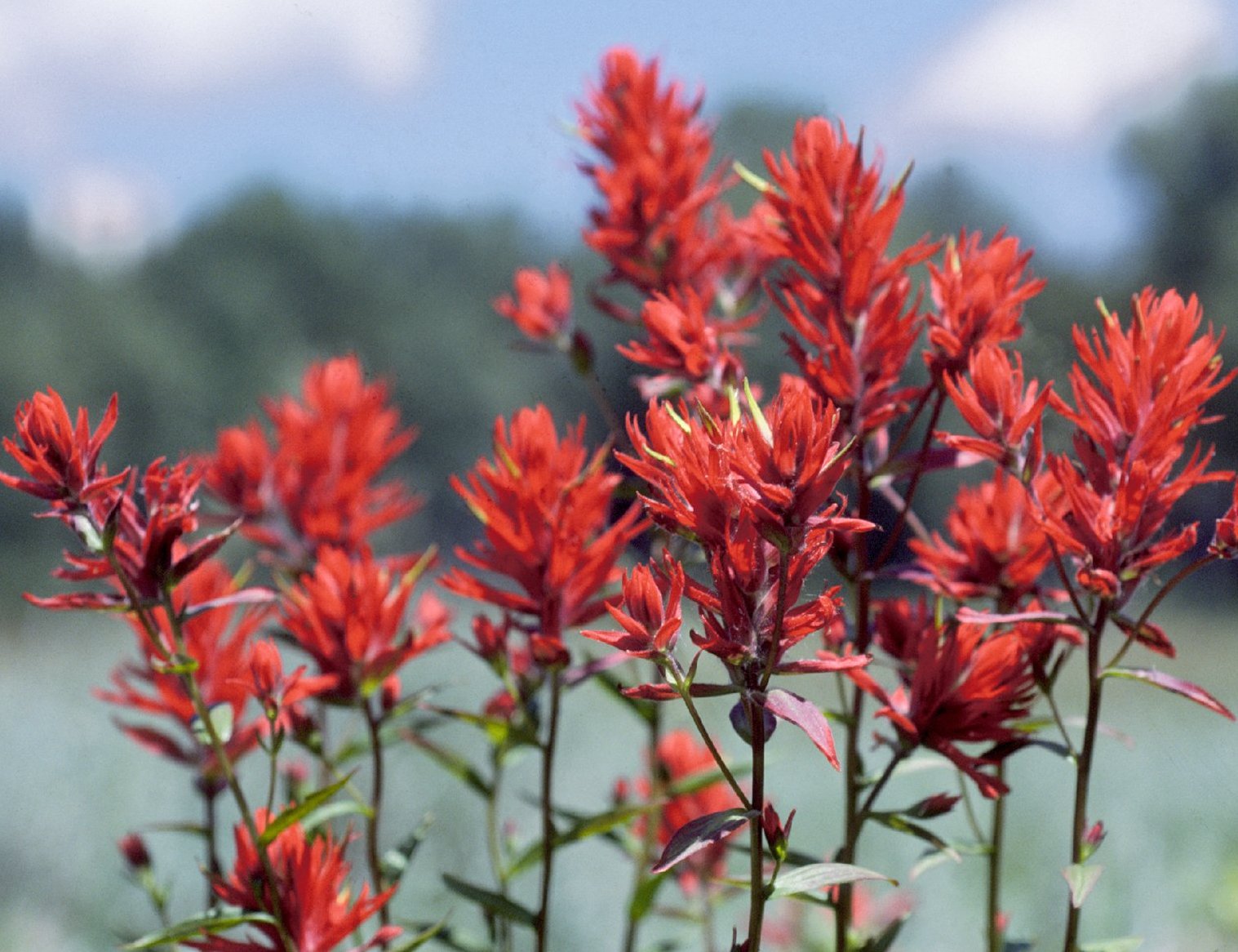 indian paintbrush flower seeds Castilleja