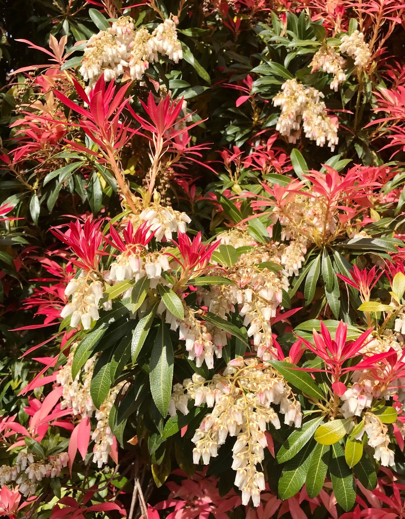 Peiris Japanese Pieris (Pieris Japonica) Japanese Andromeda - Shrub Evergreen ...