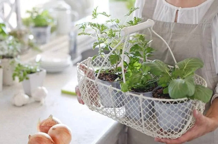 indoor herb planter kit You Had Me At Hello Herb Aromatic Deluxe Herb Garden Kit
