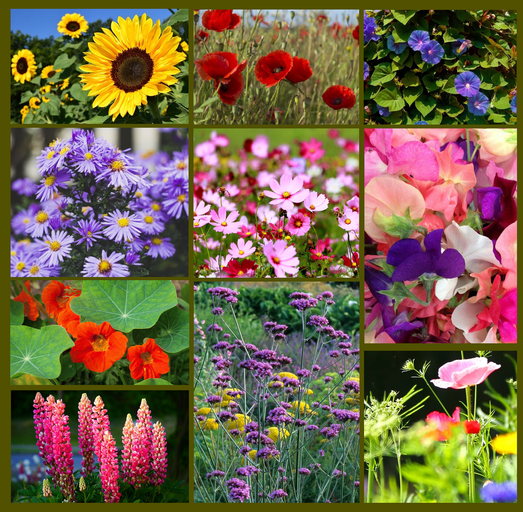 Cool Color Flower Seed Collection - Blue and Purple Blooms – Sow