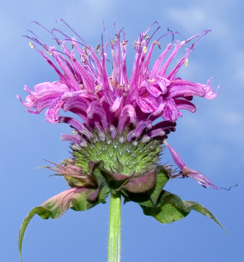 bergamot flower seeds Wild Bergamot – Wild Bee Balm (Monarda Fistulosa) Monarda Wildflower N – Bumbleseeds