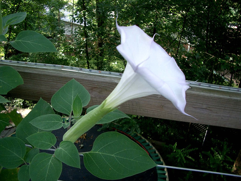 moon plant seeds Datura - Moonflower - Tall Night Flowering