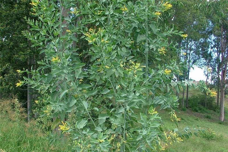 tree tobacco plant Tree Tobacco - Nicotiana tree tobacco plant Tree Tobacco - Nicotiana