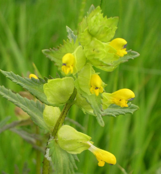 Early Yellow Rattle Yellow Rattle - (Rhinanthus minor) Wildflower Open Pollinated Wildflow ...