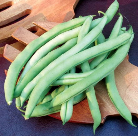 Bean - Pole Bean - Blue Lake (Phaseolus vulgaris) Blue Lake Pole Beans ...