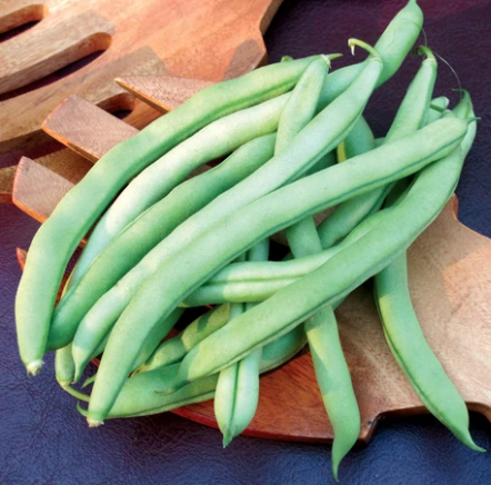 Bean - Pole Bean - Blue Lake  (Phaseolus vulgaris) Blue Lake Pole Beans Non GMO Vegetable Haricot Heirloom Vegetable