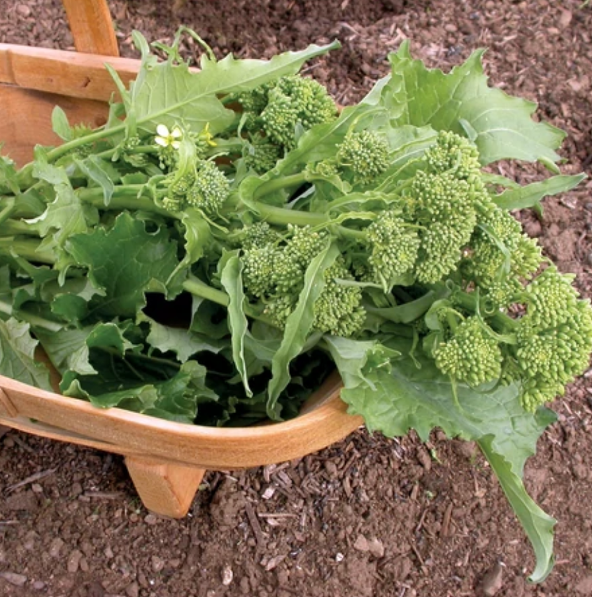 Broccoli - Sorrento (Brassica rapa) Sorrento Broccoli Raab Non GMO & O ...