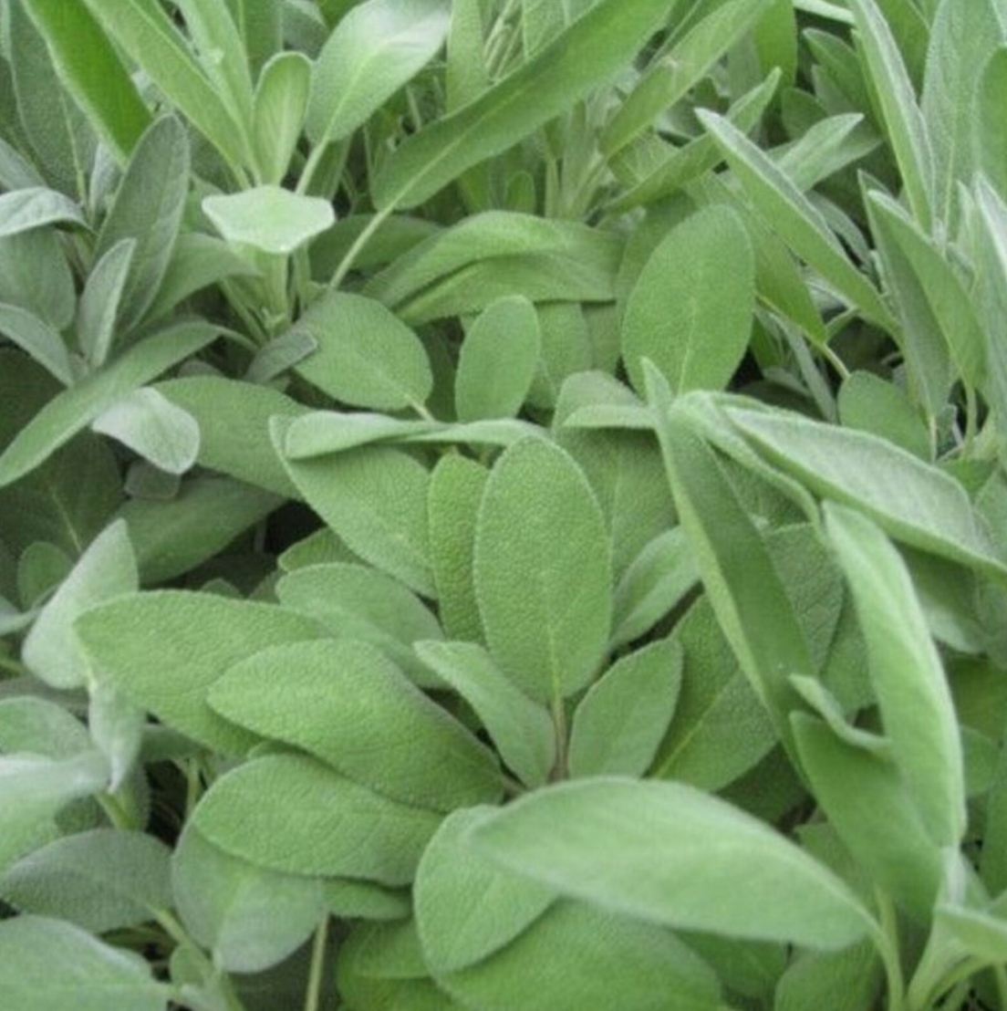 Broadleaf Sage Roots Sage - Broad Leaved (Salvia Officinalis) Non-GMO Organic Heirloom Culi ...