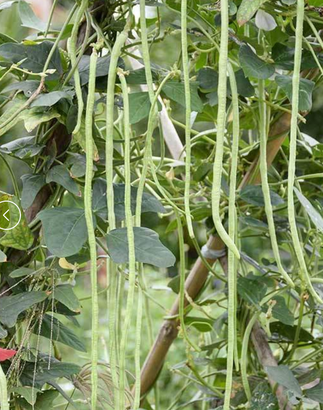 Bean - Pole - Oriental Yard Long - Green (Vigna unguiculata var