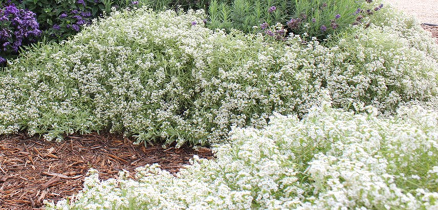 Alyssum - White - Sweet Alison (Lobularia maritima) - White Sweet Alyssum Coastal Flower Seeds