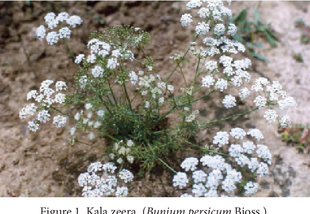 Kalazeera Black Cumin - Kala Jeera (Bunium persicum) Himali Jira Kala Jeeral Non ...