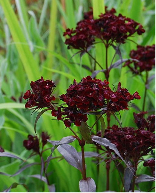 red flower with black seeds Sweet William – Deep Crimson Red (Dianthus barbatus) Black Nigricans S – Bumbleseeds
