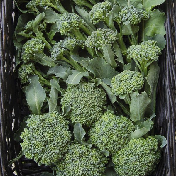 Broccoli - Di Cicco (Brassica oleracea var. italica) De Cicco Italian Heirloom Broccoli Organic Vegetable