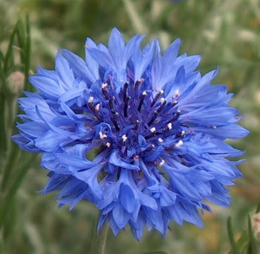 Bachelor Button (Centaurea Cyanus) Batchelor Buttons Cornflower Jubile ...