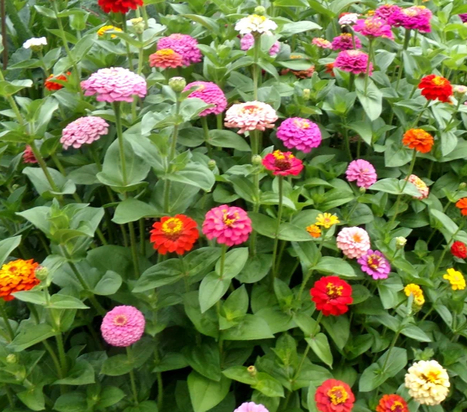 Zinnia – Jim Baggett's (Zinnia elegans) Baggett's Multicoloured Zinnia ...