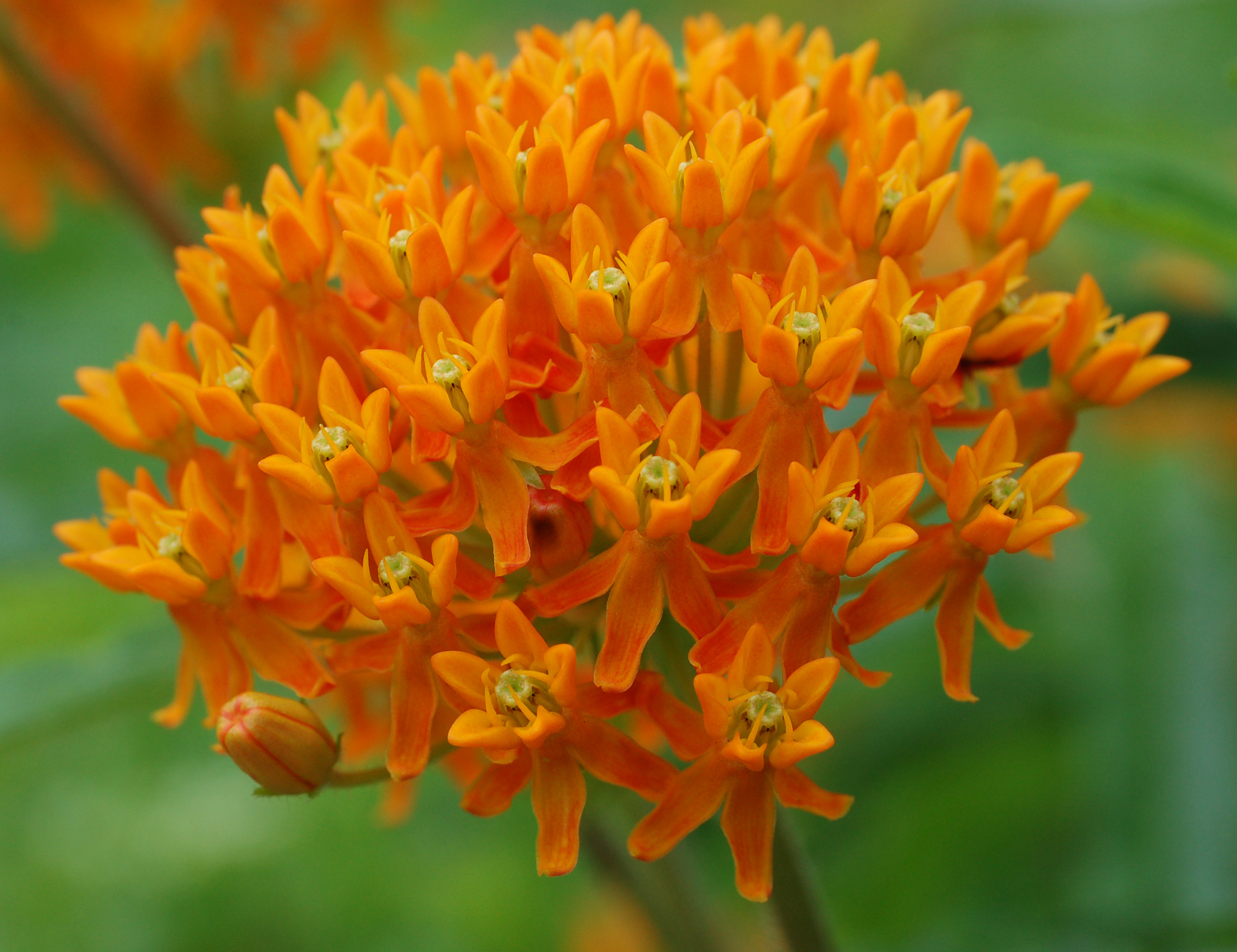 blood flower milkweed seeds Bloodflower Butterfly Weed (Asclepias curassavica) Tropical Milkweed B –  Bumbleseeds