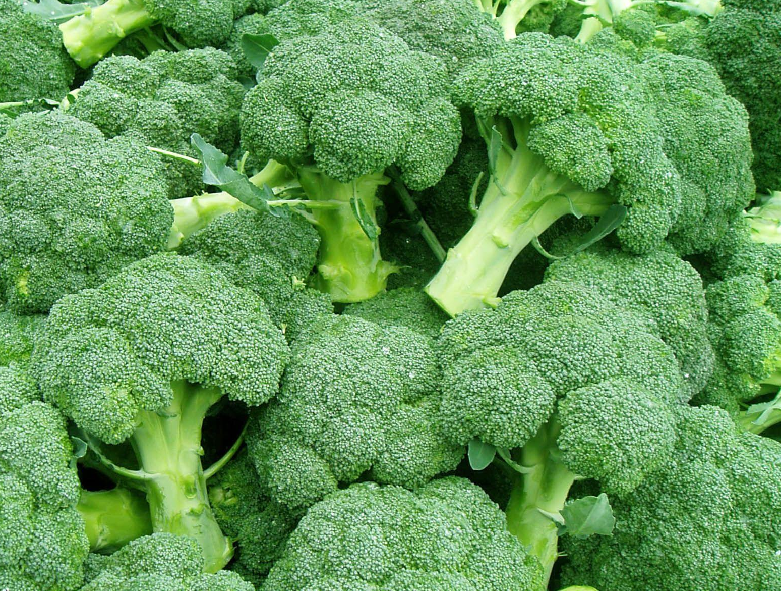 Biologische broccoli zaden 'Groene Calabrese' BIO | Buzzy Organic Biologische broccoli zaden 'Groene Calabrese' BIO | Buzzy Organic