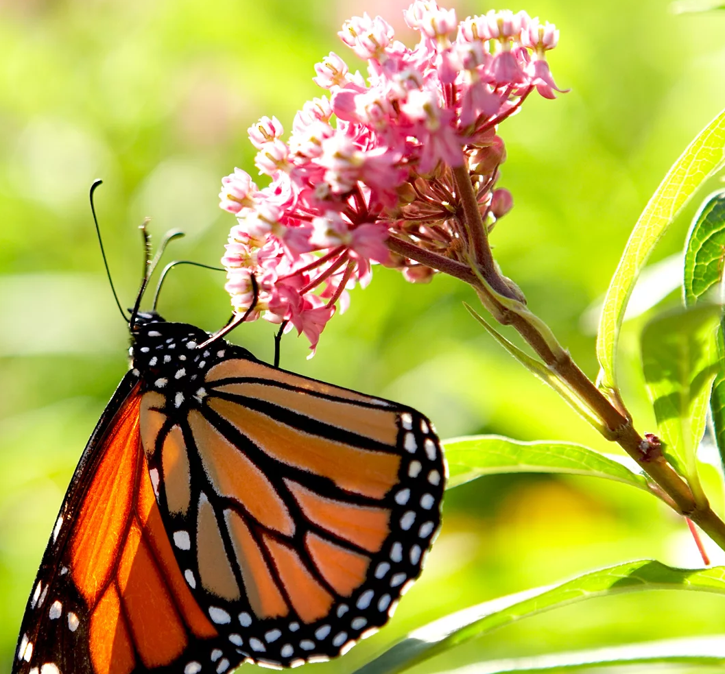 75+ Blood Flower Milkweed Butterfly Weed Seeds - Fresh Seeds For Pollinator Gardens