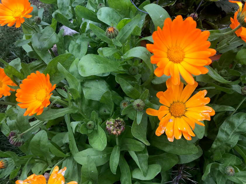 Calendula - Gold Emperor – Marigold (calendula Officinalis) Calendula 