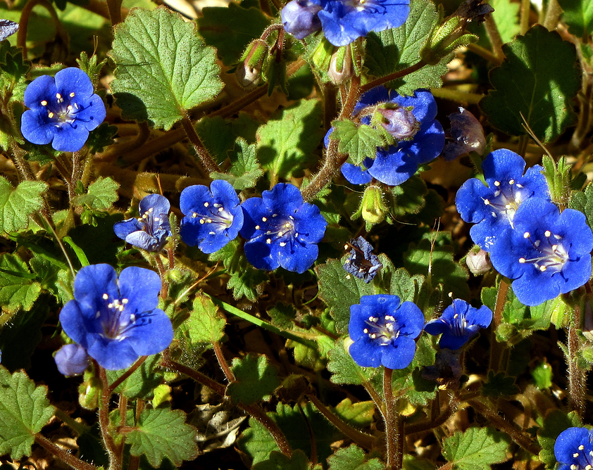 Phacelia - California Bluebell (Phacelia Campanularia) California Blue ...