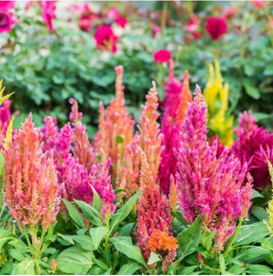 Celosia Cristata Seeds