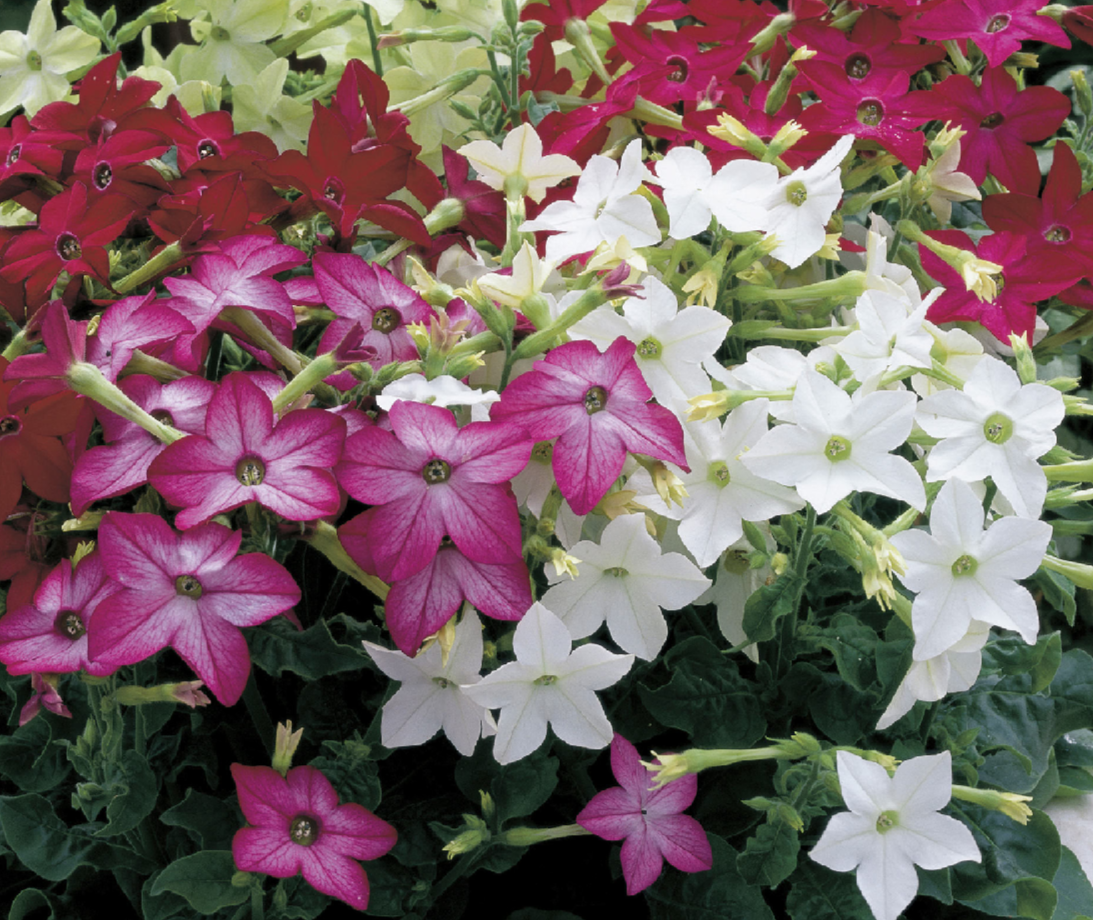 Nicotiana - Flowering Tobacco - Mixed Colors (Nicotiana alata grandifl ...