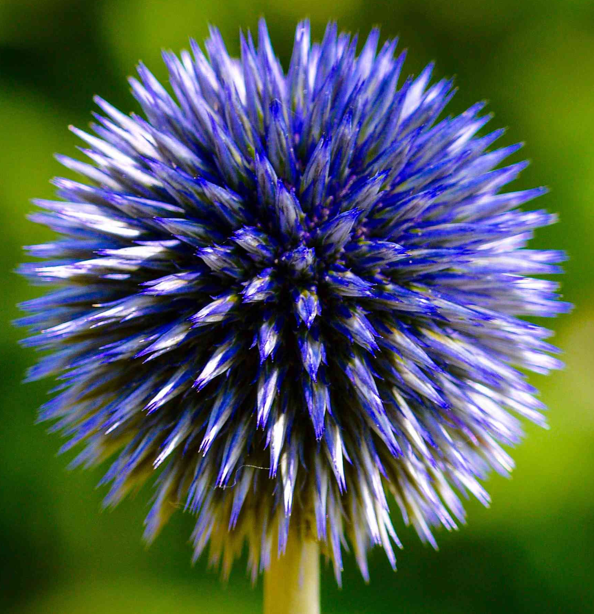 Echinops - Blue Globe Thistle (Echinops bannaticus) Globethistle Blue ...