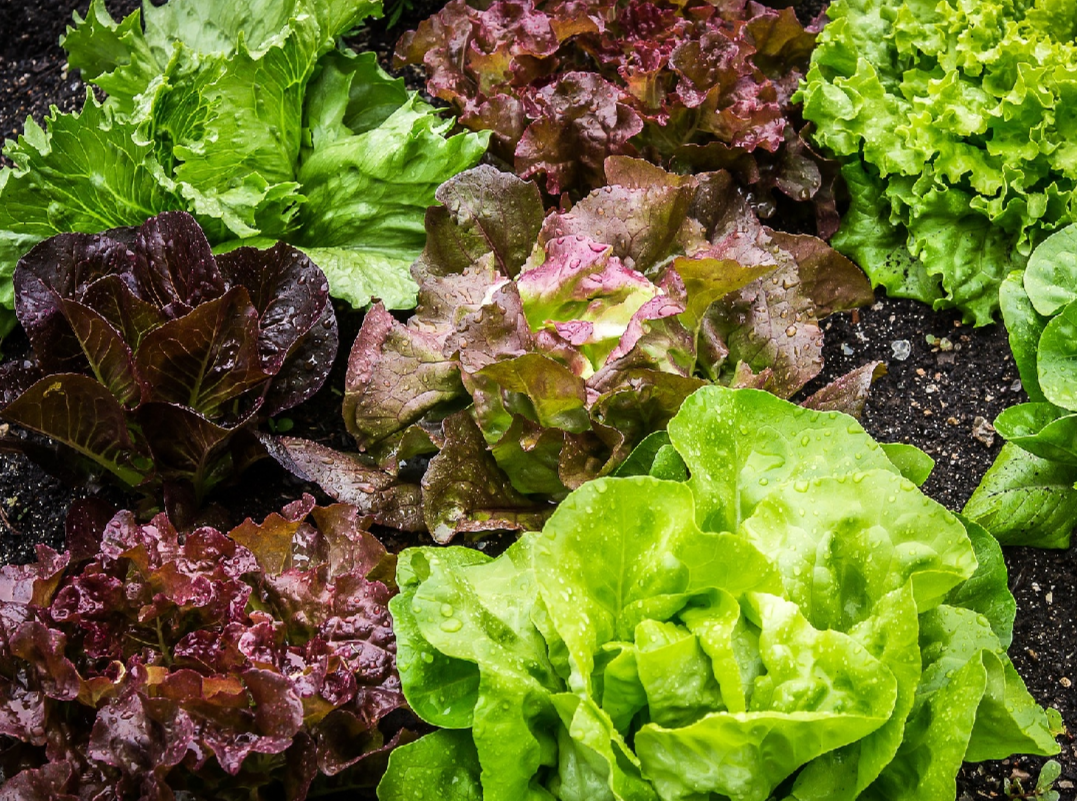 Lettuce - Spring Mix - Gourmet Blend of Erb Stella Chicory Endive and ...