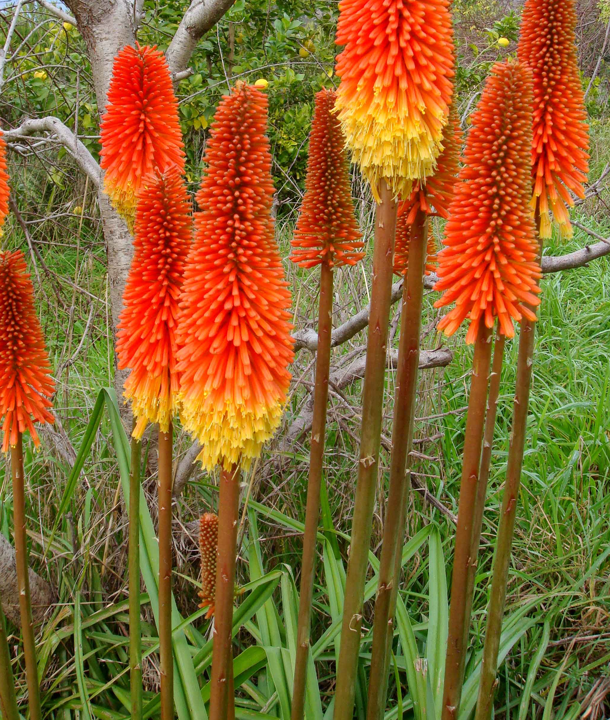 Kniphofia deals