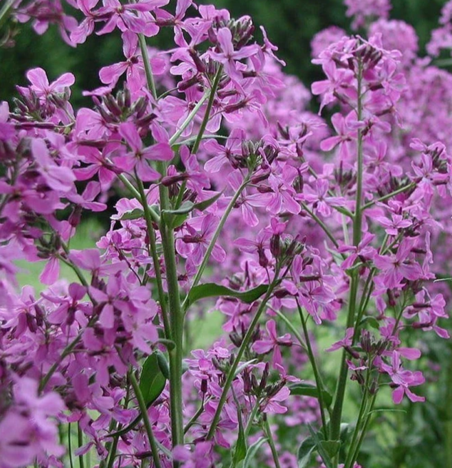 sweet rocket flower seeds Arugula