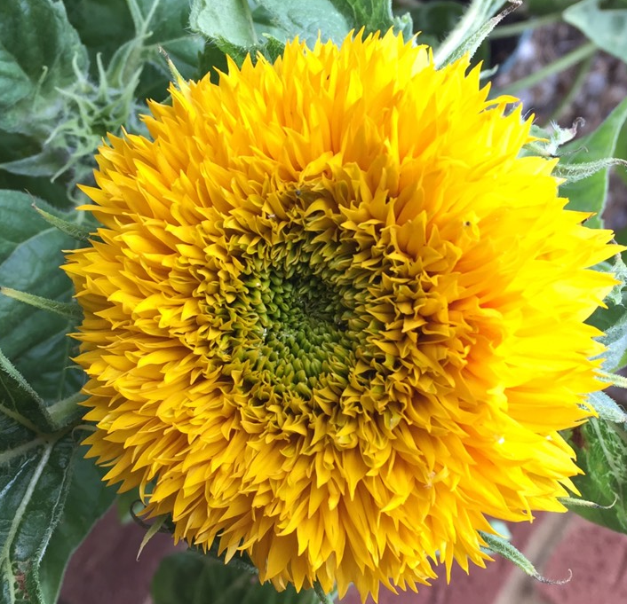 Sunflower - Teddy Bear Dwarf (Helianthus annuus cv. Teddy Bear Asteral ...