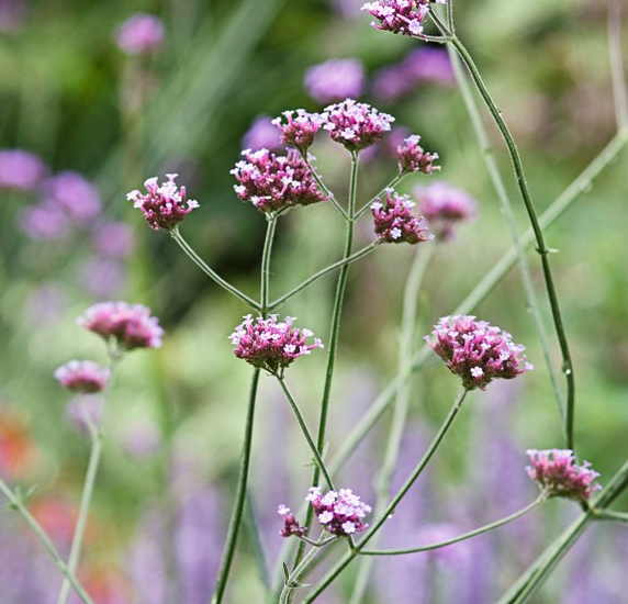 Vervain - Tall Verbena (Verbena bonariensis) Brazilian Purple Top Verv ...