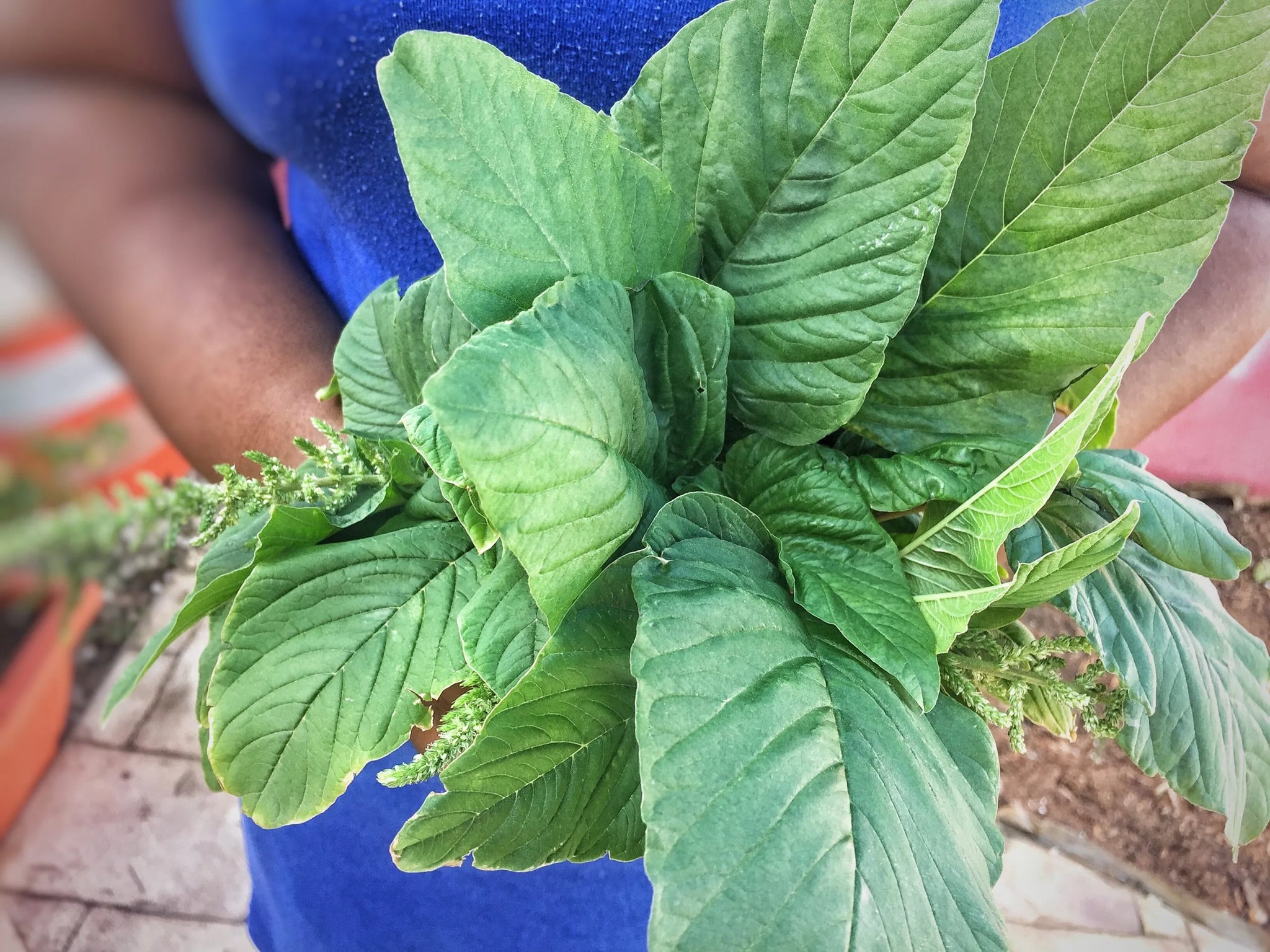 Amaranth